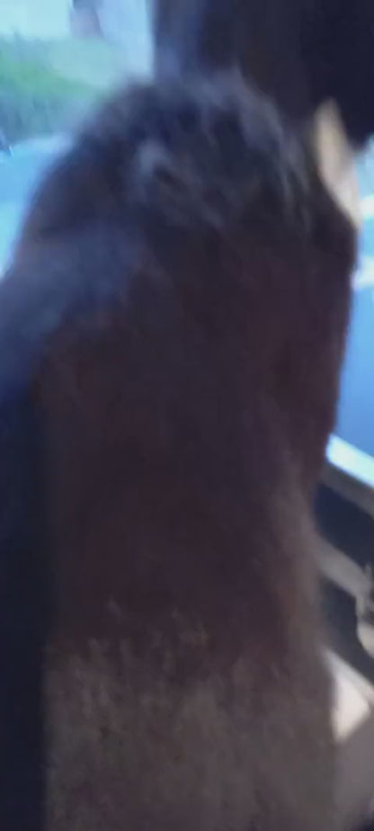 PetPog Animal Deshedding Comb For Fur
